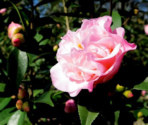 camellia lutchuensis scent.